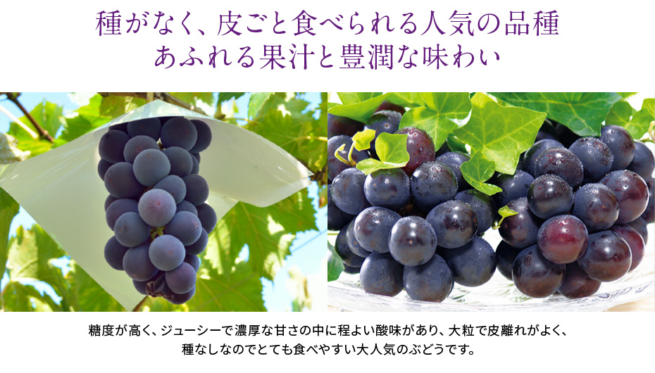 岡山県産 ニューピオーネ