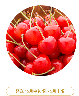 秀品L-Mサイズ　発送：5月中旬頃～5月末頃