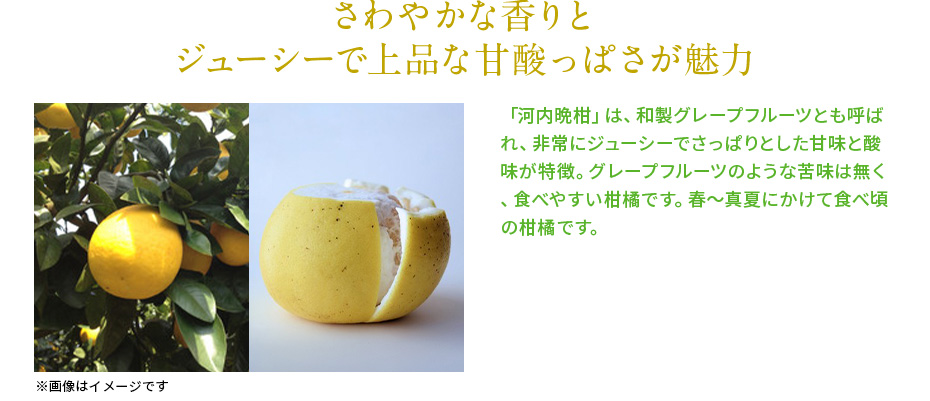 河内晩柑