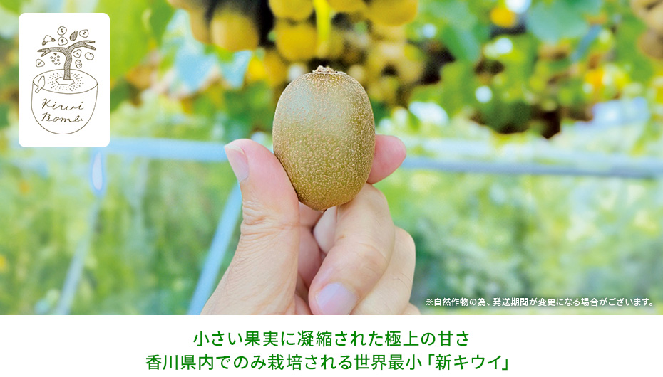 小さい果実に凝縮された極上の甘さ香川県内でのみ栽培される正解最小「新キウイ」