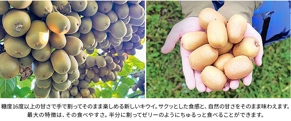 さぬきキウイっこ