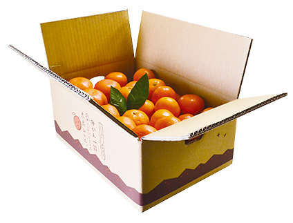 佐賀県産 完熟太良みかん