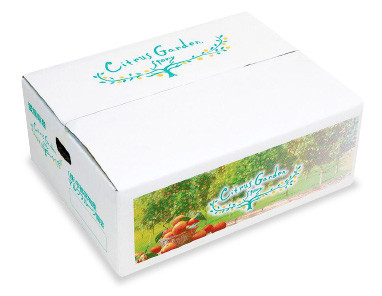 愛媛県産 こつぶみかん