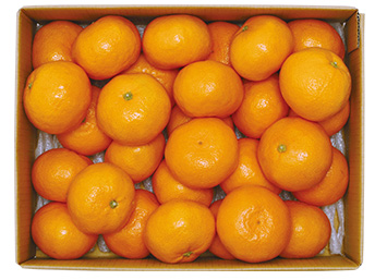 熊本県産 みかん