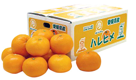 愛媛県産 ハレヒメ