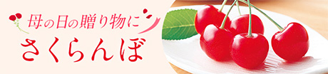 旬のフルーツギフト　さくらんぼ