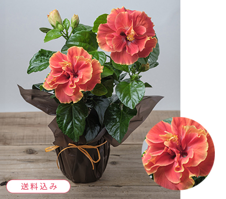 ロングライフハイビスカス「アポロダブル」