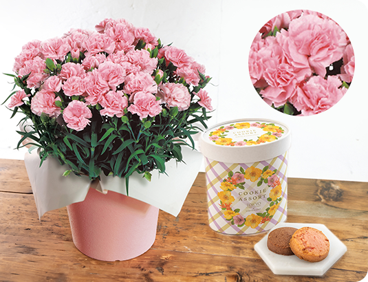 カーネーション「感謝の気持ち」ピンク・東京フラワーブーケ「クッキーアソート」セット