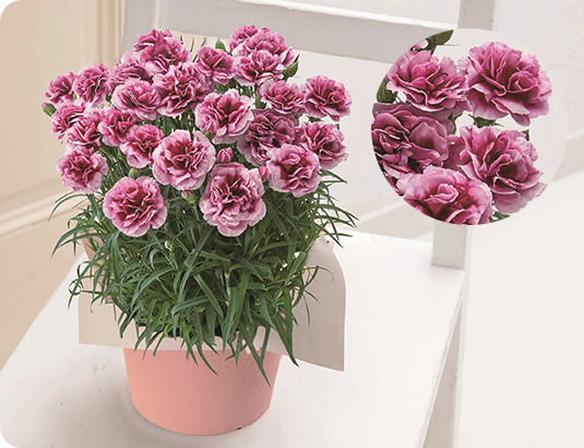 カーネション「プラムタルト」