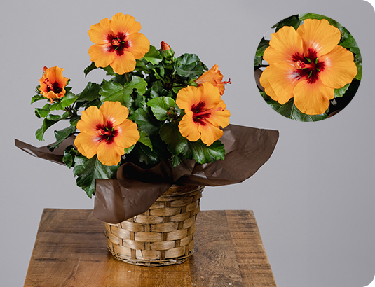 ロングライフハイビスカス「プチオレンジ」