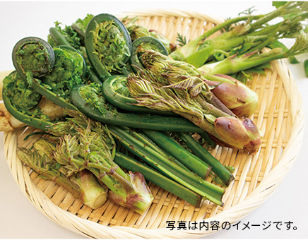＜山ノ民＞【芽吹】山菜セット