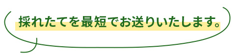 採れたてを最短でお送りいたします。