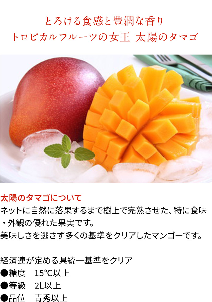 旬のフルーツ・野菜 お取り寄せ ▽/旬のフルーツ_マンゴー | 井筒屋